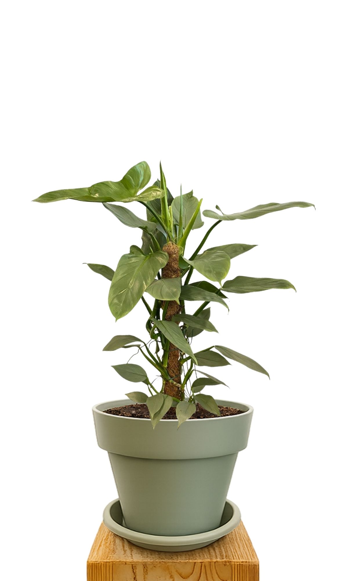 Kit de plantation 30 Vert